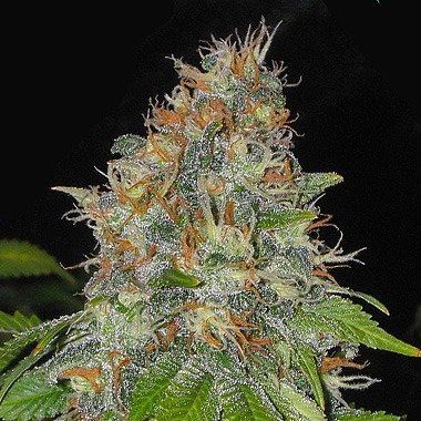 Black Domina