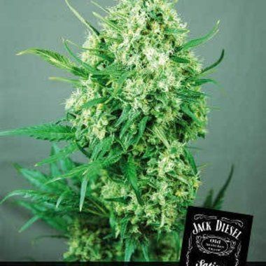 Jack Diesel