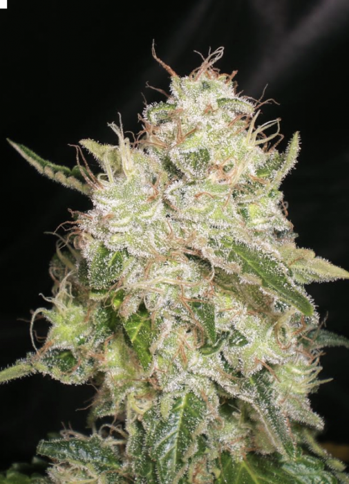 White Chronic