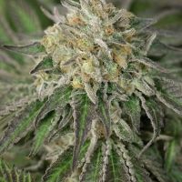 Amherst Sour Diesel Feminisierte Hanfsamen