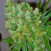 Big Buddha Blue Cheese Feminisierte Hanfsamen