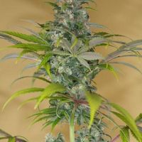 Blue Dream CBD Feminisierte Hanfsamen