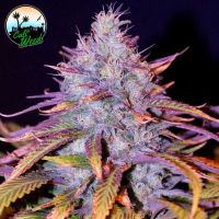 Blue Dream Feminisierte Hanfsamen