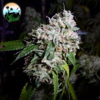 California Headband Feminisierte Hanfsamen