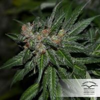 CBD Kush Feminisierte Hanfsamen