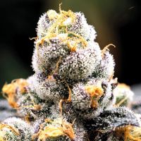 Anesia Scout Cookies Feminisierte Hanfsamen