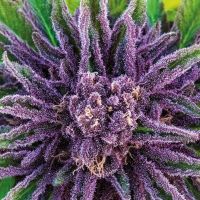 Purple Thai Feminisierte Hanfsamen