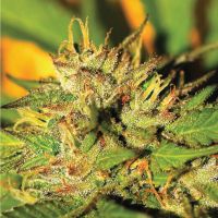 HUMBOLDT HEADBAND Feminisierte Hanfsamen