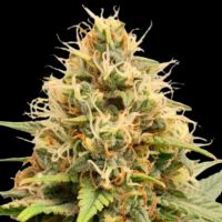 Crystal White Kush Feminisierte Hanfsamen