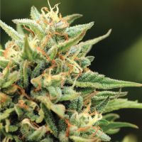 CALIFORNIA SOUR DIESEL Feminisierte Hanfsamen