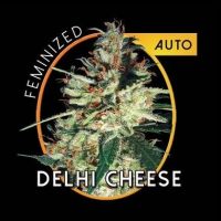 Delhi Cheese Auto