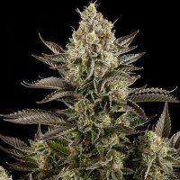 White Widow Feminisierte Hanfsamen