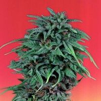 Durban Poison Feminisierte Hanfsamen