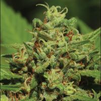  EMERALD FIRE OG Feminisierte Hanfsamen