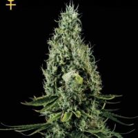 Arjans Haze #2 Feminisierte Hanfsamen