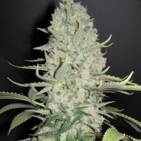 White Widow X Big Bud Feminisierte Hanfsamen