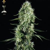 Super Silver Haze Feminisierte Hanfsamen