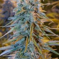 Blue Dream Feminisierte Hanfsamen