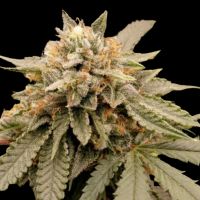 Sour Tropicana Sherbet Feminisierte Hanfsamen