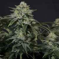 Gorilla Cookies Fast Flowering Feminisierte Hanfsamen