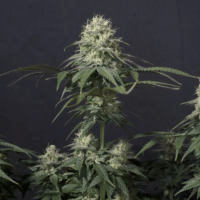 Tropicana Cookies Fast Flowering Feminisierte Hanfsamen