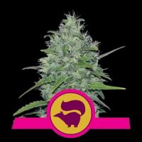 Skunk XL Feminisierte Hanfsamen