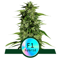 Hyperion F1 Auto