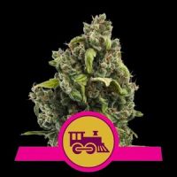 Candy Kush Fast Version Feminisierte Hanfsamen