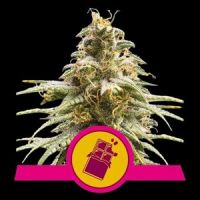 Chocolate Haze Feminisierte Hanfsamen