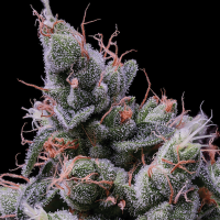 Strawberry Kush Feminisierte Hanfsamen