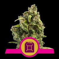 Sour Diesel Feminisierte Hanfsamen