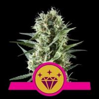 Special Kush #1 Feminisierte Hanfsamen