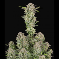 Bruce Banner Auto