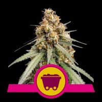 Shining Silver Haze Feminisierte Hanfsamen