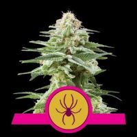 White Widow Feminisierte Hanfsamen