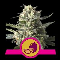 Lemon Shining Silver Haze Feminisierte Hanfsamen