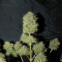 White Widow Auto