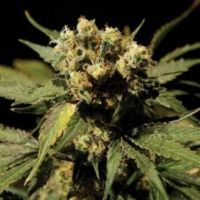 White Widow Feminisierte Hanfsamen