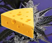 Sorten von Käsesamen