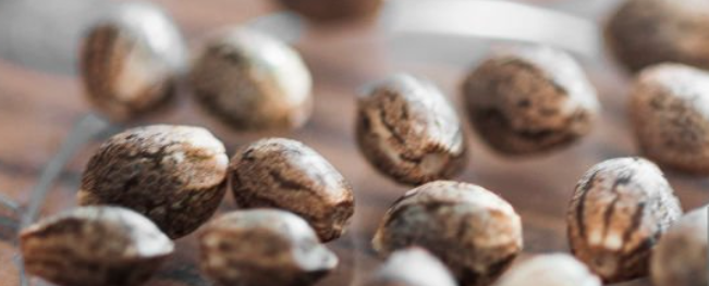 Cannabis seeds on moist cotton pads with early sprouts indicating the beginning of germination.