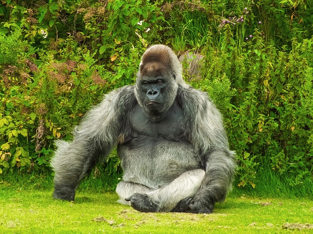 Ein nachdenklicher Gorilla, umgeben von prächtig gedeihenden Cannabispflanzen in einer ruhigen, sonnenbeschienenen Umgebung.