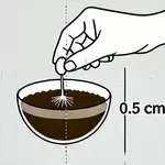 Eine wissenschaftliche Illustration des Pflanzens eines gekeimten Samens.
